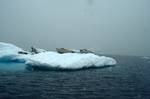 Seals on Iceberg, Port Circumcision, Antarctica