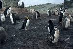 Penguins, Paradise Bay, Antarctica