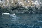 Cliffs & Blue-Eyed Cormorants, Paradise Bay - Zodiac Cruise, Antarctica