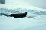 Seal on Berg, Paradise Bay - Zodiac Cruise, Antarctica