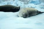 2 Seals, Paradise Bay - Zodiac Cruise, Antarctica