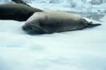 Seals on Iceberg, Paradise Bay - Zodiac Cruise, Antarctica