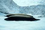 Seals, Paradise Bay - Zodiac Cruise, Antarctica