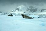 Seals on Ice, Paradise Bay - Zodiac Cruise, Antarctica