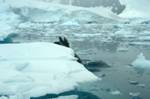 Seals on Ice, Paradise Bay - Zodiac Cruise, Antarctica