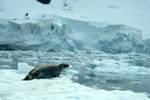 Seal on Ice, Paradise Bay - Zodiac Cruise, Antarctica