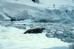 Seal on Ice, Paradise Bay - Zodiac Cruise, Antarctica