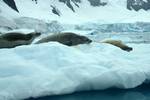 Seals, Paradise Bay - Zodiac Cruise, Antarctica