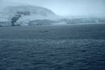 Whale, Paradise Bay, Antarctica