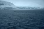 Whale, Paradise Bay, Antarctica