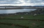 Callanish Stones - Lochs & Sheep, Lewis, Scotland - Outer Hebrides