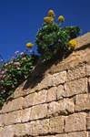 Rampart Wall & Flowers, Mdina, Malta