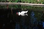 Duck in Pond, St.Anton Gardens, Malta