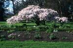 Botanical Gardens - Tree, Pink Blossom, Dublin, Ireland