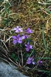 Violets, Burren, Ireland