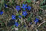Spring Gentians, Burren, Ireland