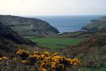 Looking to Bay, Gorse, Cape Clear Island, Ireland