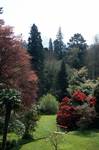 Trees & Rhodies, Powerscourt House Gardens, Ireland