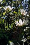 Magnolia Blossom, Powerscourt House Gardens, Ireland