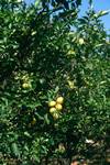 Lemons on Tree, Lemon Groves, Greece