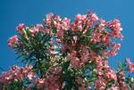 Pink Oleander, Spetsai, Greece