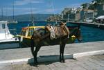 Donkey at Quay, Hydra, Greece