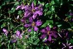 Purple Flowers, House of Dun, Montrose, Angus, Scotland