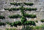Pear Tree on Wall, House of Dun, Montrose, Angus, Scotland