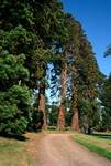 Line of Tall Firs, House of Dun, Montrose, Angus, Scotland