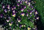 Miniature Pansies, Leith Hall, Huntly - Aberdeenshire, Scotland