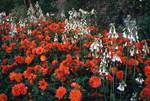 Orange & White Flowers, Crathes Castle, Banchory - Aberdeenshire, Scotland