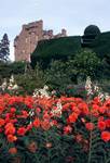 Castle & Orange & White Flowers, Crathes Castle, Banchory - Aberdeenshire, Scotland