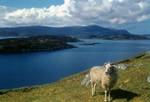 Sheep, Scalpay (Harris), Scotland