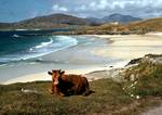 Brown Cow, Nisabost, Scotland - Harris