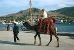 American, Camel, Bodrum, Turkey