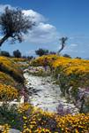 Road, Yellow & Purple Flowers, Dougga, Tunisia