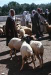 Camel Market - Sheep, Sbeitla, Tunisia