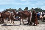 Camel Market - Camels, Sbeitla, Tunisia