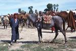 Camel Market - Grey Horse, Sbeitla, Tunisia