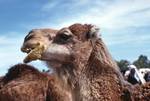 Camel Market - Camel, Sbeitla, Tunisia