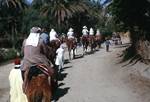 The Camel-cade into the Oasis, Tozeur, Tunisia