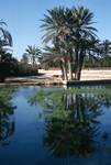 Pool & Palms, Gabes Oasis, Tunisia