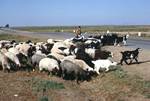 Sheep in Road, Kairouan to Hammamet, Tunisia