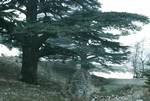Cedars of Lebanon, Lebanon