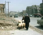 Sheep in Street (Outside 'Paul's House'), Damascus, Syria