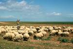Sheep on Road, Shepherd, Near Homs, Syria
