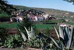 Near Moya - Road, Guave Cactus & Houses, Gran Canaria, Spain - Canary Islands