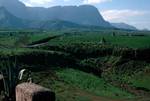 Near Guia - Looking to Hills, Tomatoes, Bamboo Canes, Gran Canaria, Spain - Canary Islands