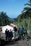 Berrazales Valley - Group, Chewing Gum Cactus, Gran Canaria, Spain - Canary Islands