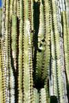 Berrazales Valley - Chewing Gum Cactus, Gran Canaria, Spain - Canary Islands